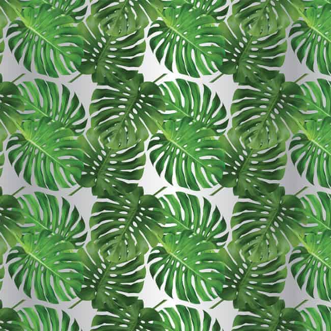 Cellophane Roll - Frosted Cheese Plant Design